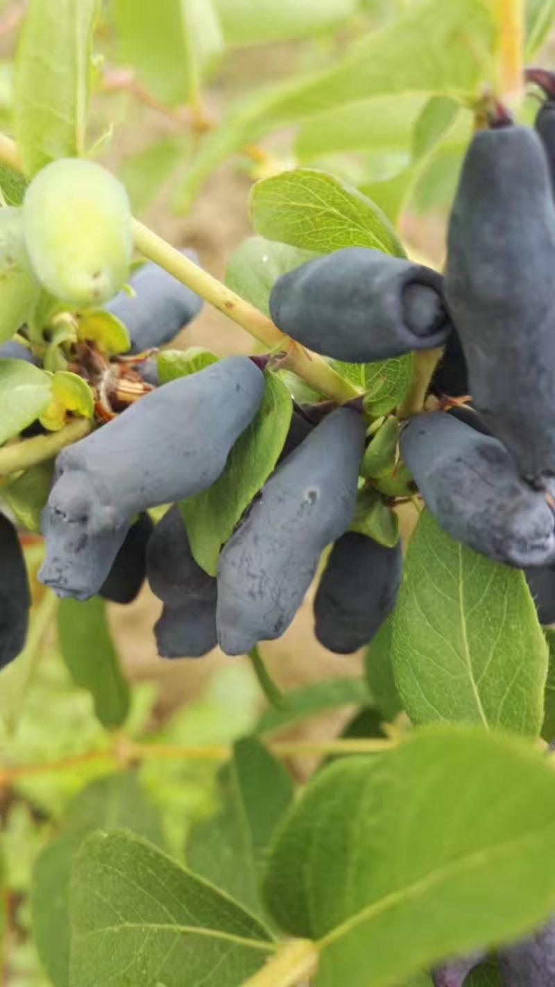 蓝靛果树苗，新品种大果蓝靛果苗，包教技术，当年结果苗