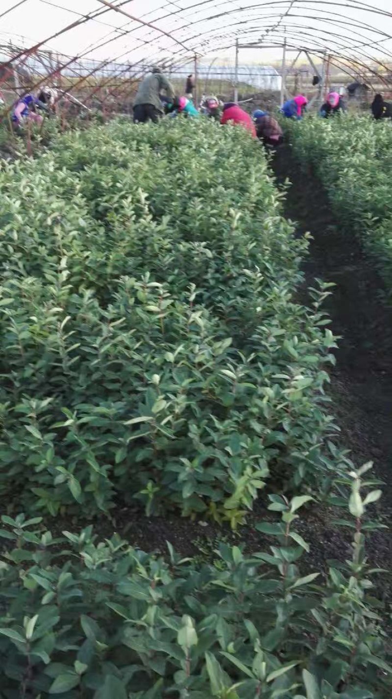 蓝靛果树苗，新品种大果蓝靛果苗，包教技术，当年结果苗