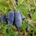 蓝靛果树苗，新品种大果蓝靛果苗，包教技术，当年结果苗