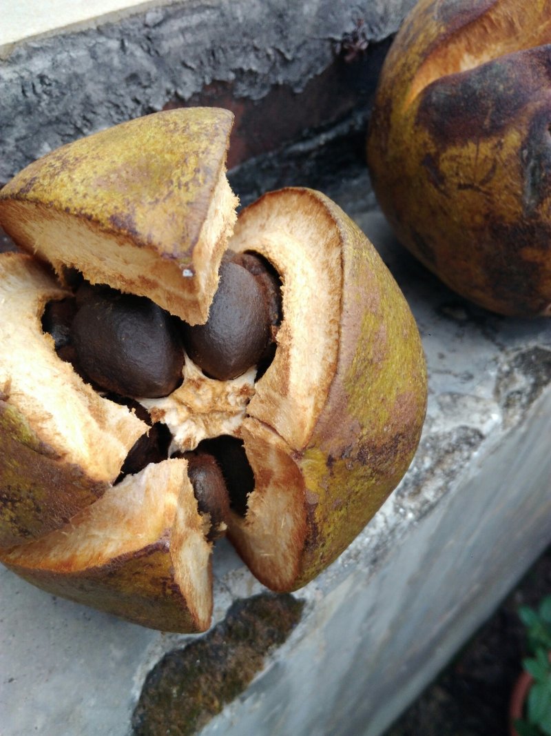 藤县大果红花油茶嫁接苗