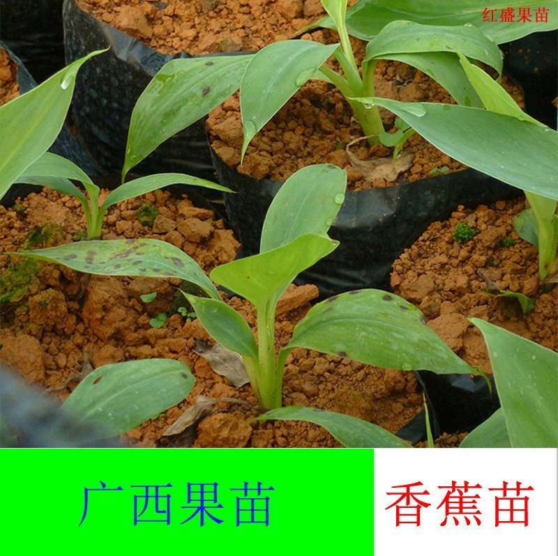 香蕉树苗皇帝蕉苗/安南香蕉苗/粉蕉/威廉斯B6香蕉苗庭院