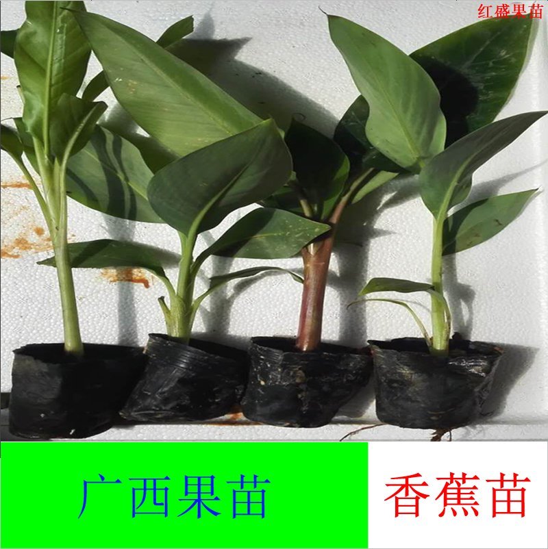 香蕉树苗皇帝蕉苗/安南香蕉苗/粉蕉/威廉斯B6香蕉苗庭院