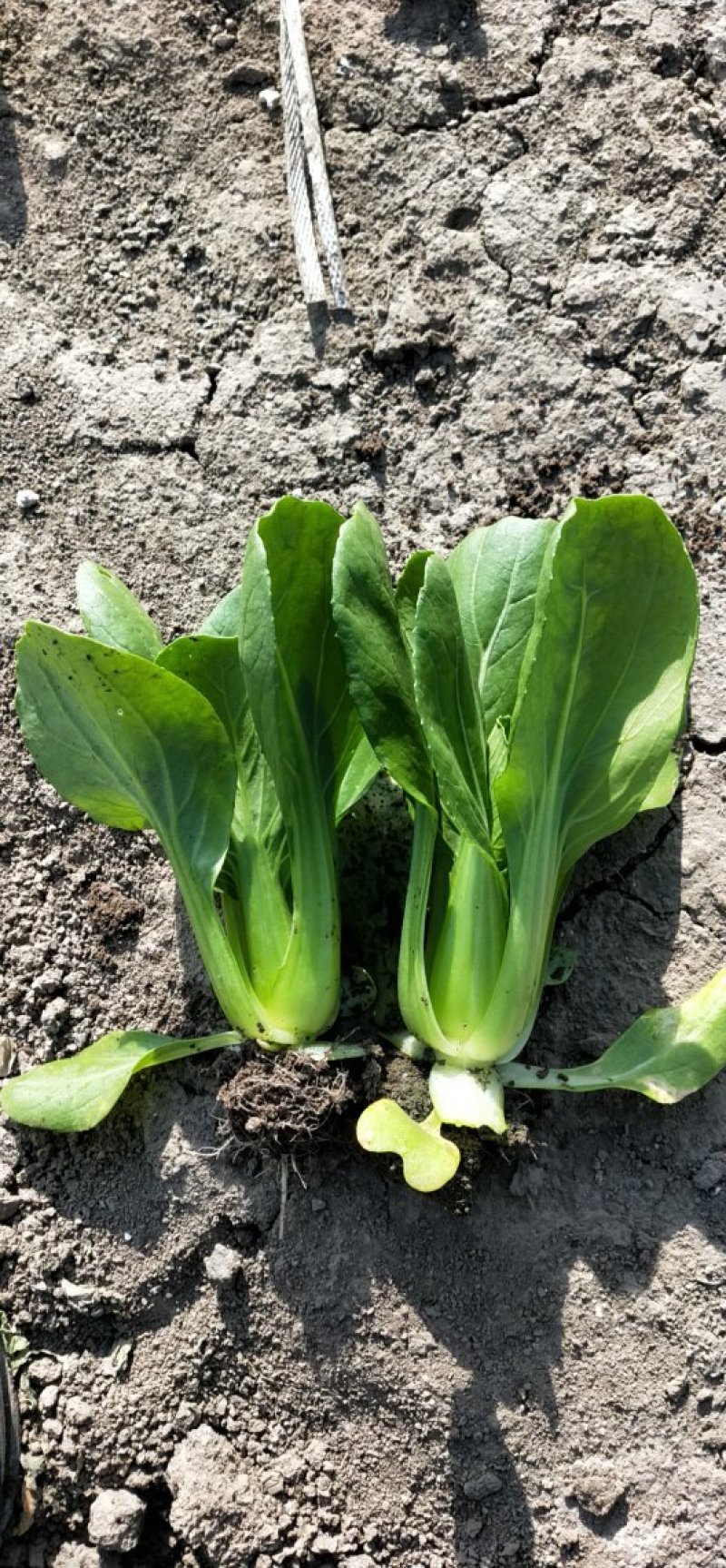 供应青梗菜，日供4000斤不等