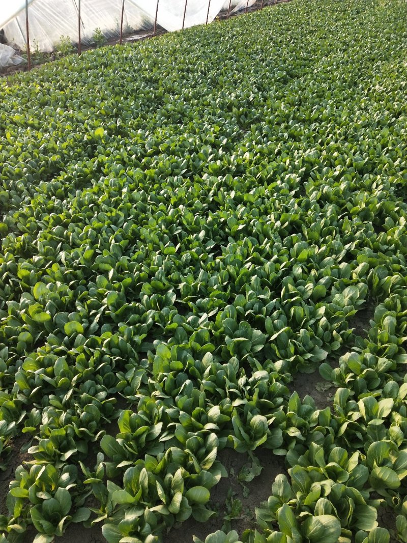 供应青梗菜，日供4000斤不等