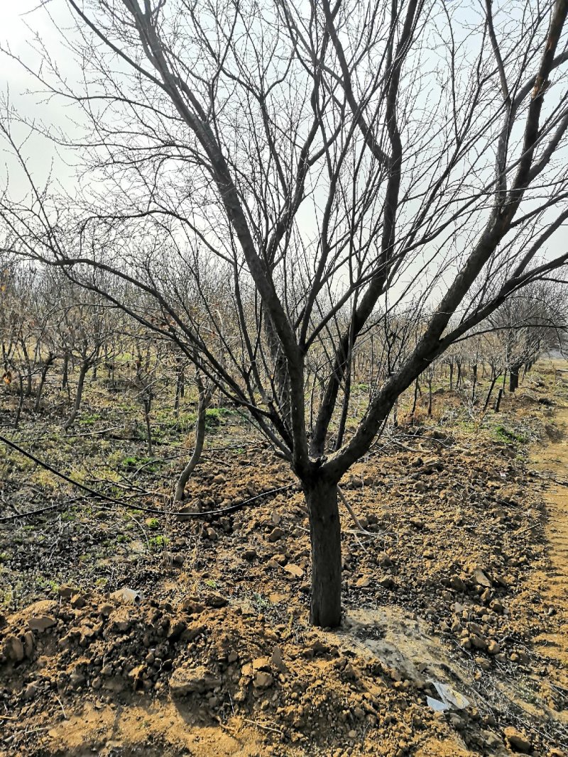 低价供大规格紫叶李15-20公分