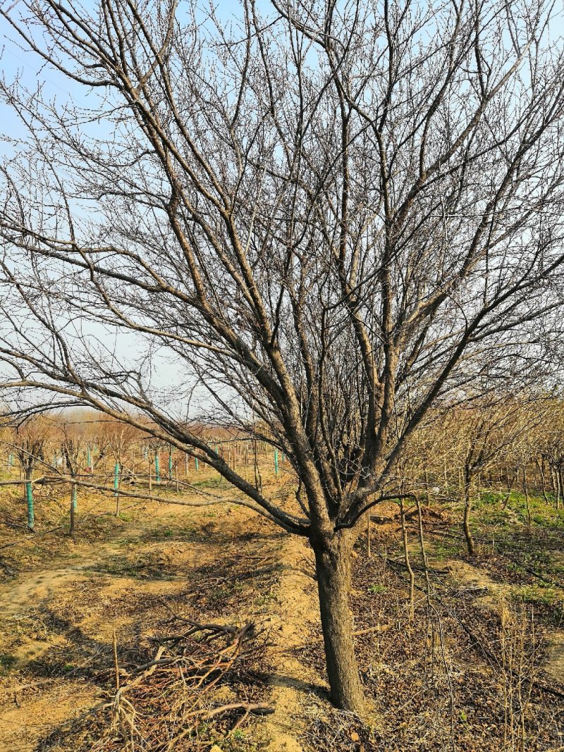 低价供大规格紫叶李15-20公分