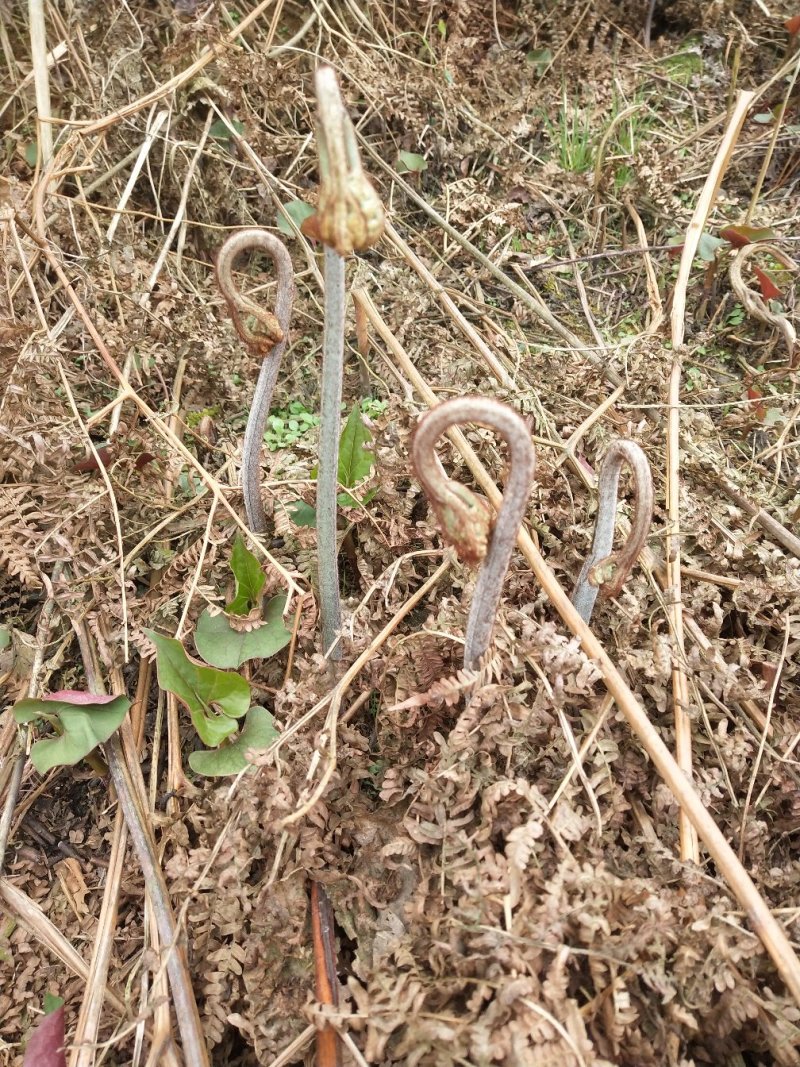 贵阳野生蕨菜龙爪菜现摘现卖