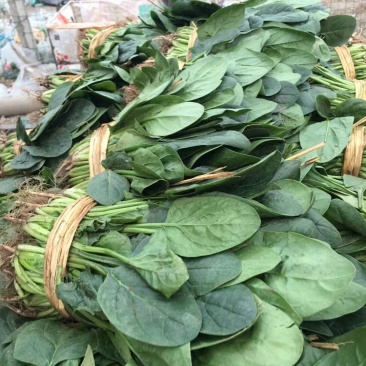 河北香河产地直销诚信第一精品菠菜