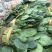 河北香河产地直销诚信第一精品菠菜