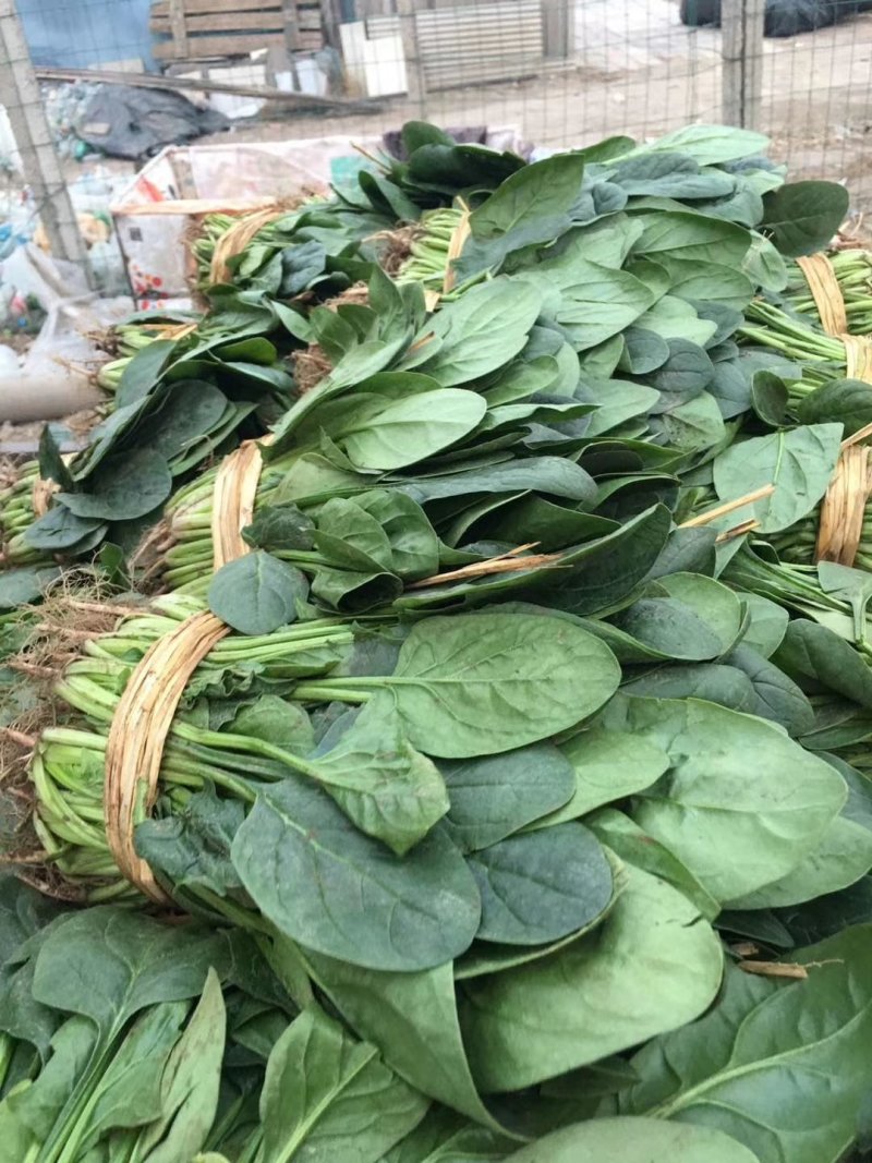 河北香河产地直销诚信第一精品菠菜