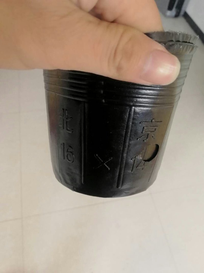 营养钵