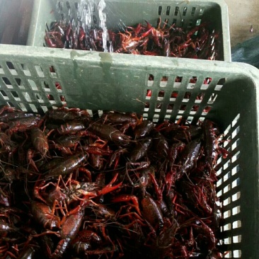 小龙虾
