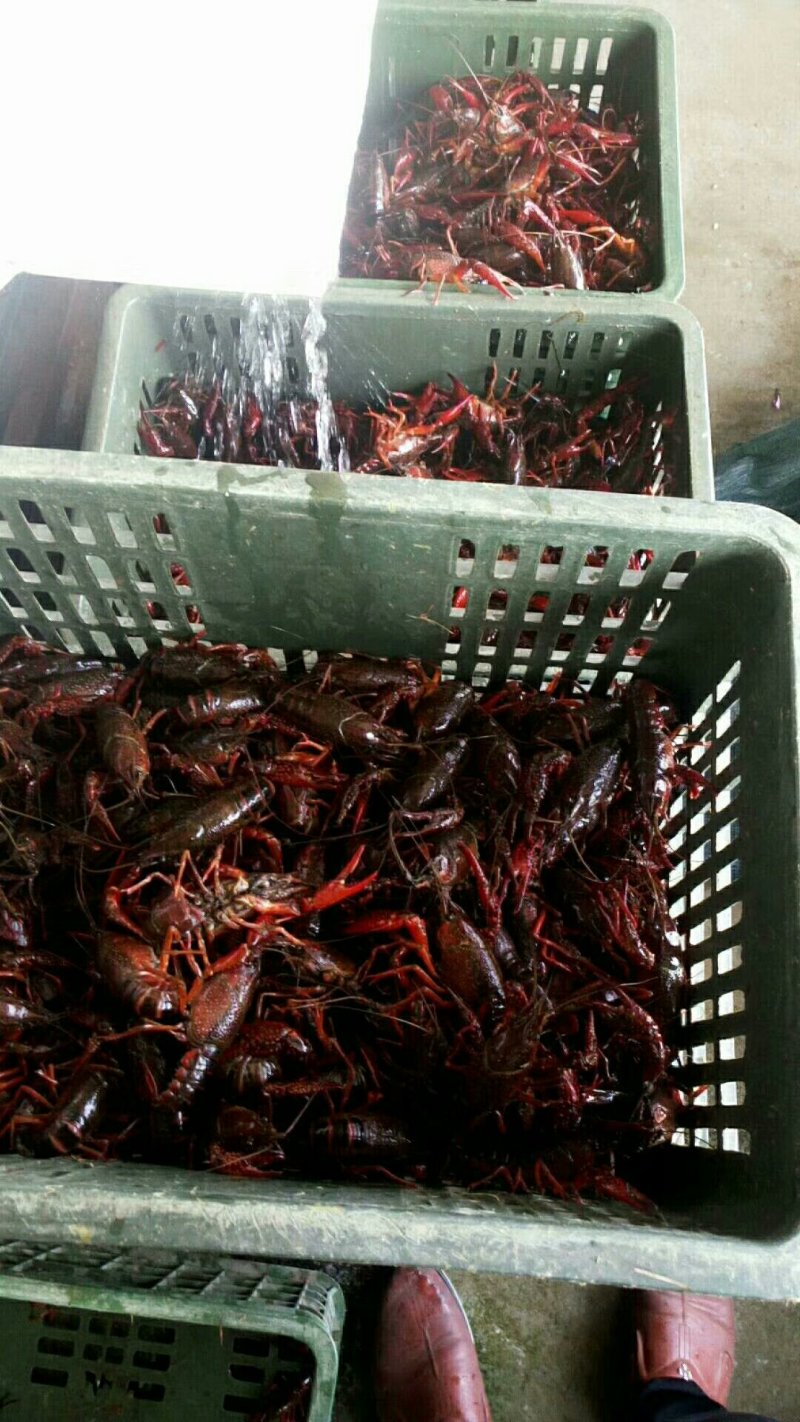 小龙虾