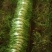 精品苦菊批发苦菊大量上市高端品质货量巨大日供万斤以上