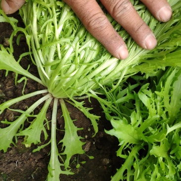 精品苦菊批发苦菊大量上市高端品质货量巨大日供万斤以上