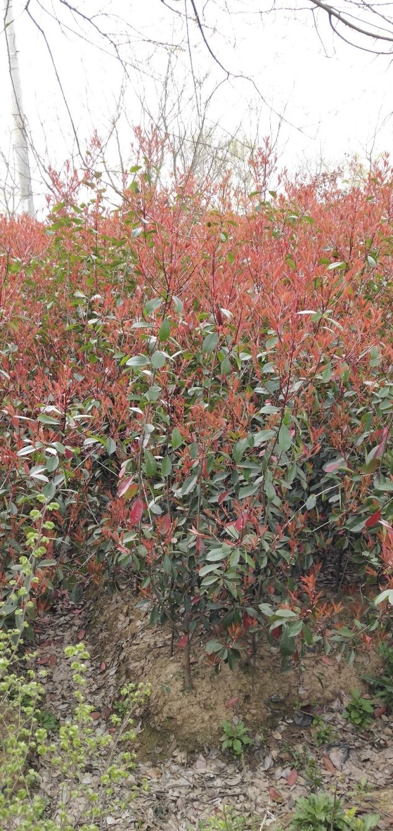 红叶石楠篱笆苗高度100-120冠幅40-60