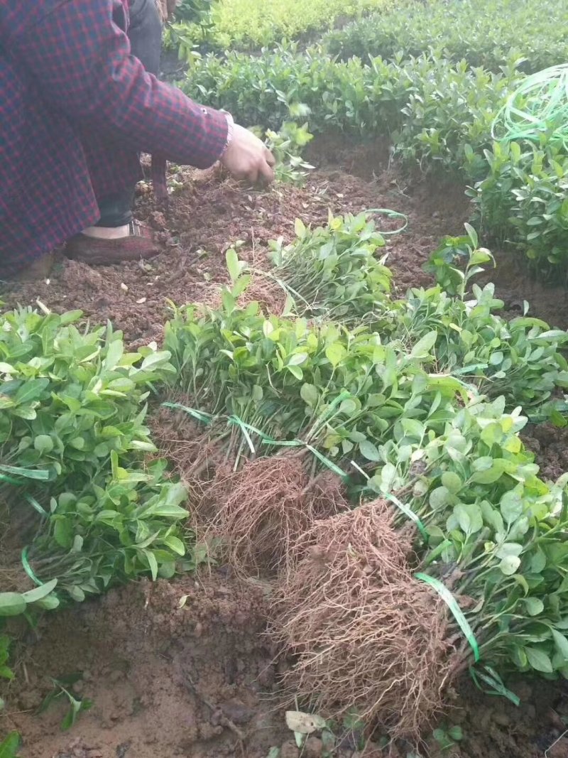绿化工程小苗冬青小叶黄杨金叶女贞红叶小波大小规格齐全