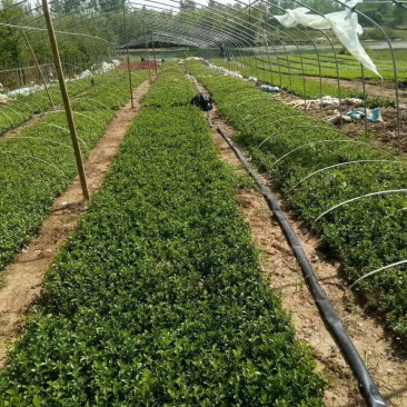 绿化工程小苗冬青小叶黄杨金叶女贞红叶小波大小规格齐全