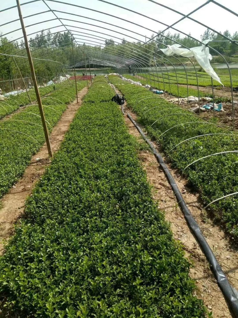 绿化工程小苗冬青小叶黄杨金叶女贞红叶小波大小规格齐全