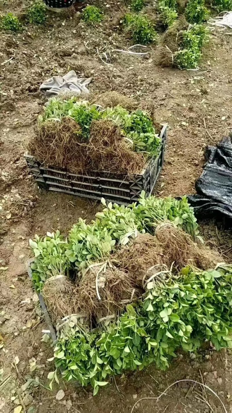 绿化工程小苗冬青小叶黄杨金叶女贞红叶小波大小规格齐全