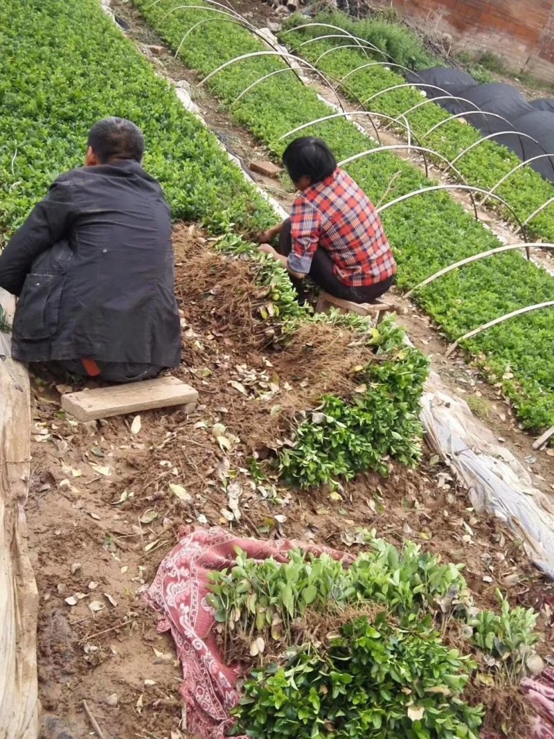 绿化工程小苗冬青小叶黄杨金叶女贞红叶小波大小规格齐全