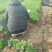 绿化工程小苗冬青小叶黄杨金叶女贞红叶小波大小规格齐全