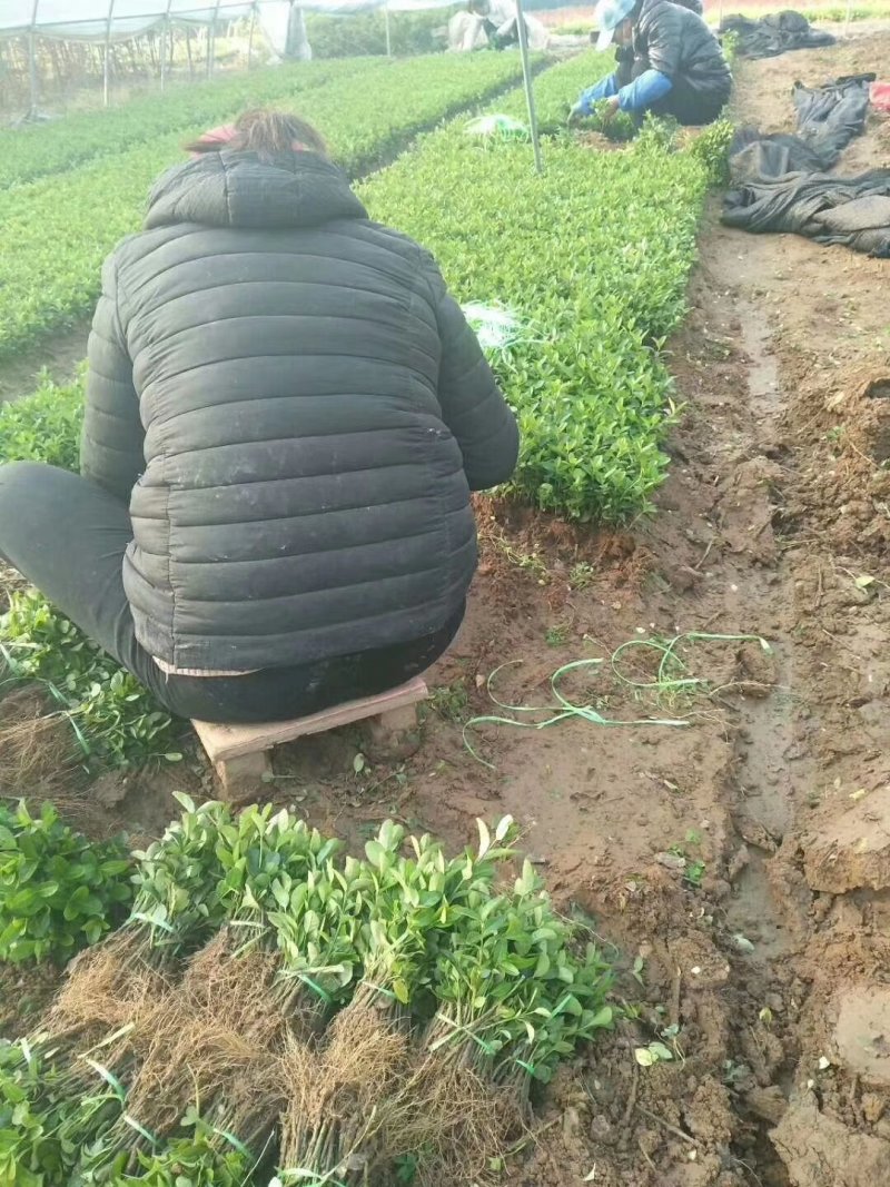 绿化工程小苗冬青小叶黄杨金叶女贞红叶小波大小规格齐全