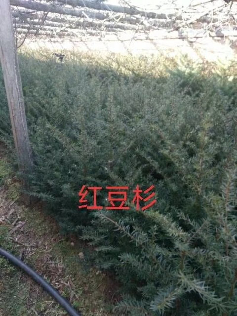 红豆杉苗！！！！！！！！！！！！！！！！