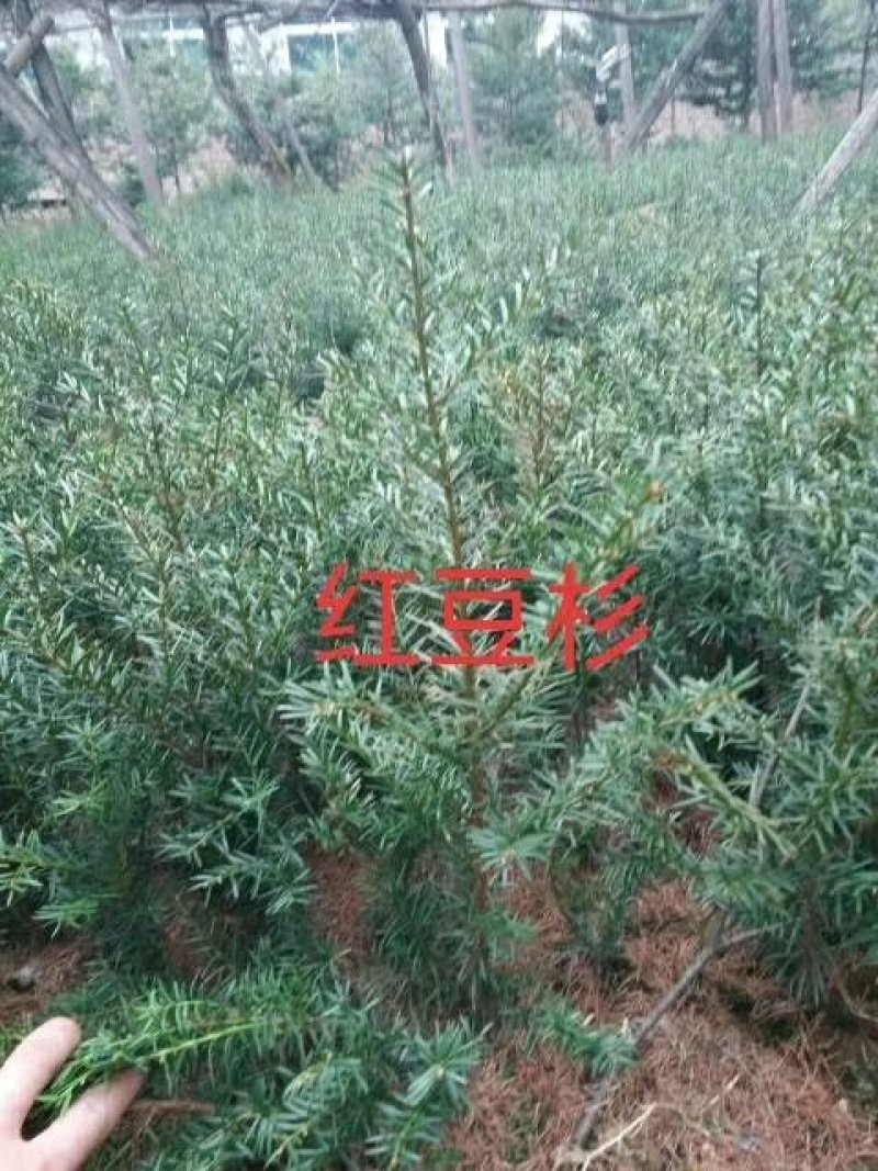 红豆杉苗！！！！！！！！！！！！！！！！