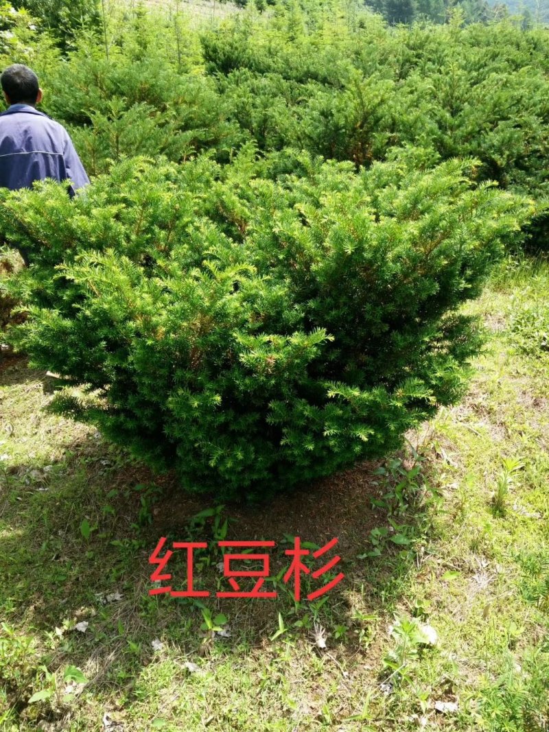 红豆杉苗！！！！！！！！！！！！！！！！