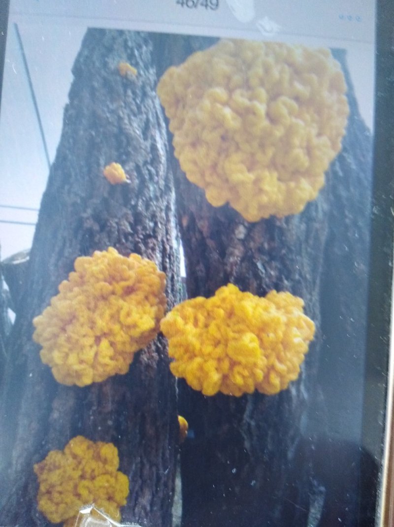 金耳菌种
