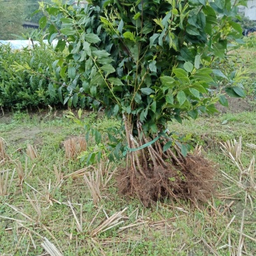 钱排三华李树苗三华李果苗