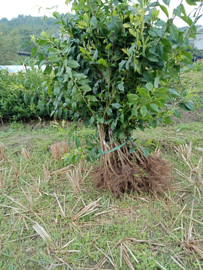 钱排三华李树苗三华李果苗