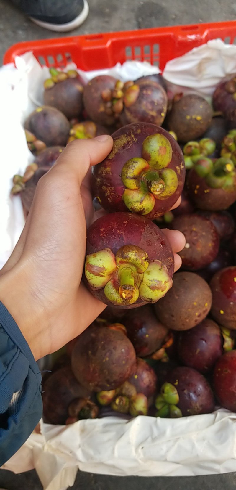 泰国进口麻竹油竹花竹山竹可食率高，酸甜比好