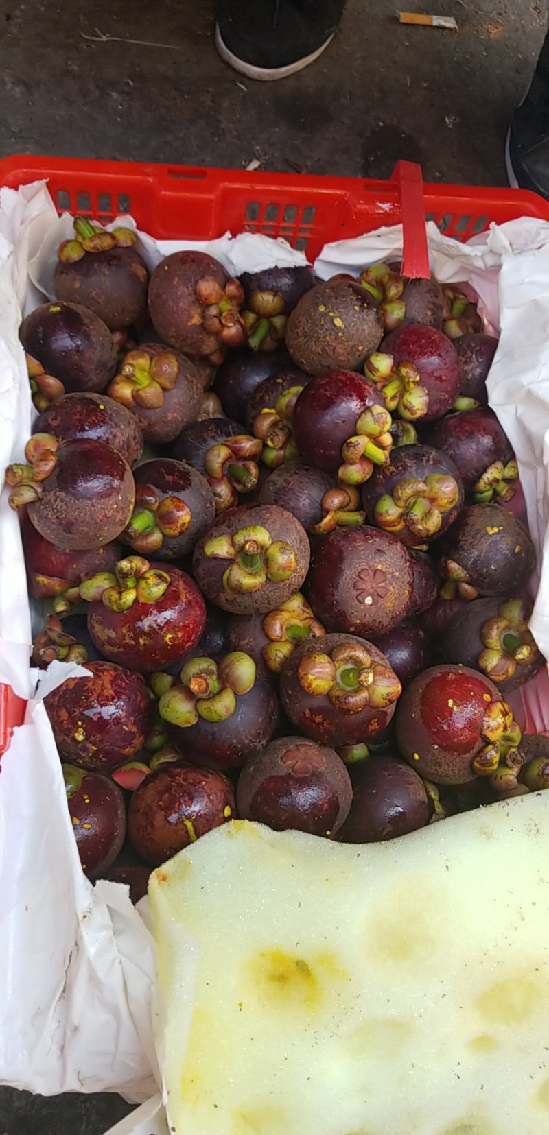 泰国进口麻竹油竹花竹山竹可食率高，酸甜比好