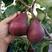 早酥红梨，早红考密斯，秋月玉露香梨树苗现挖现发货保成活率