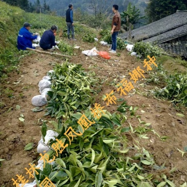 供应布福娜黑老虎一年苗，二年苗，三年苗