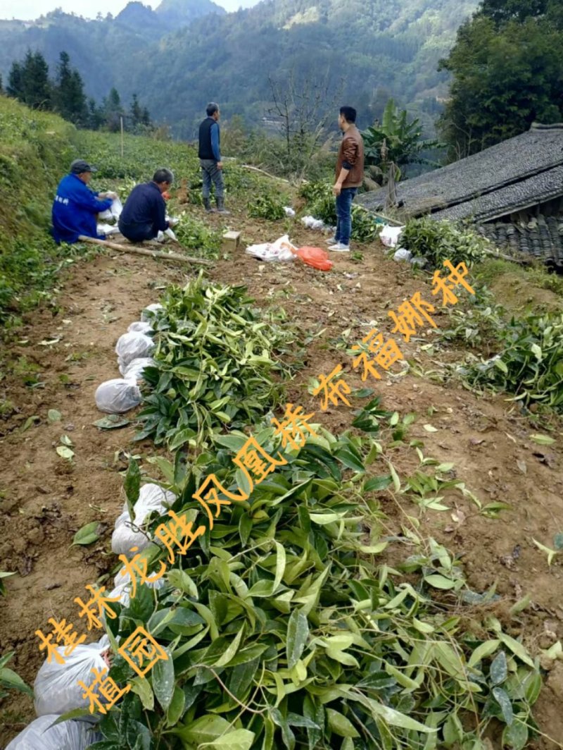 供应布福娜黑老虎一年苗，二年苗，三年苗