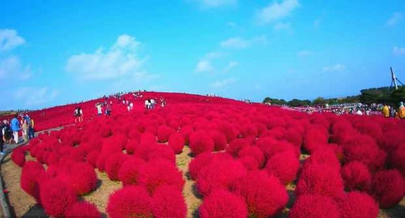 红叶绿叶地肤种子四季易种花海种子可货到付款