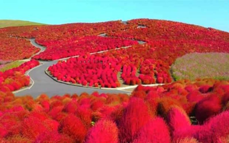 红叶绿叶地肤种子四季易种花海种子可货到付款