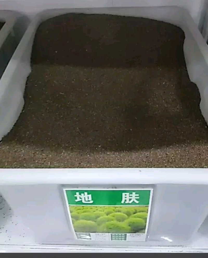 红叶绿叶地肤种子四季易种花海种子可货到付款