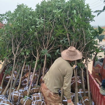 大量供应优质桂花5公分