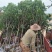 大量供应优质桂花5公分
