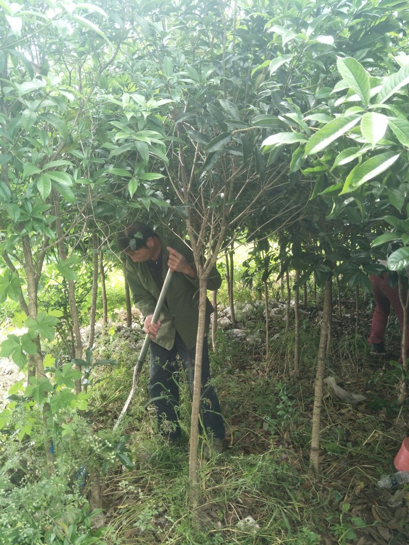 大量供应优质桂花5公分