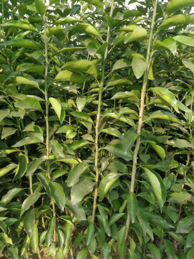 沃柑苗，正宗资阳软枝小叶香橙粘木嫁接的沃柑苗，假一赔十