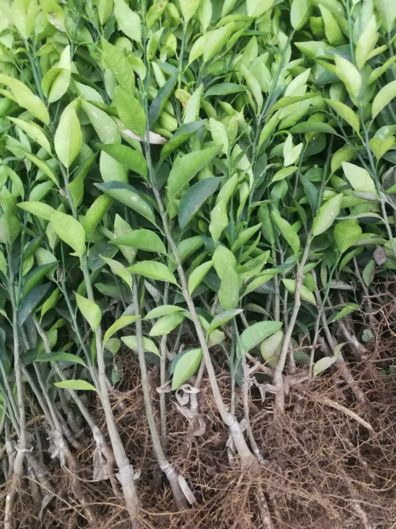 沃柑苗，正宗资阳软枝小叶香橙粘木嫁接的沃柑苗，假一赔十