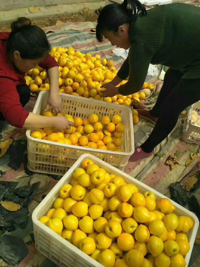 油桃大量上市，赶紧行动起来