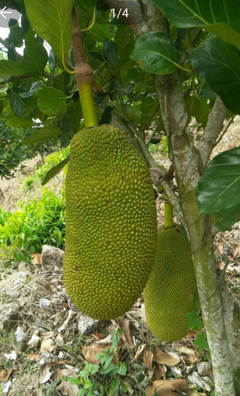 波罗蜜