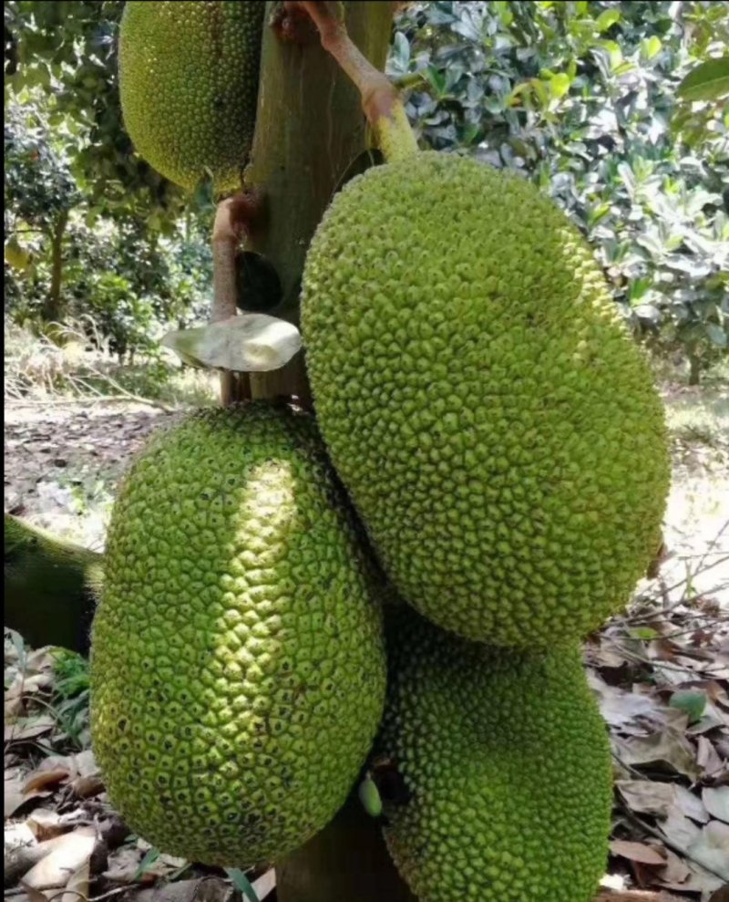 波罗蜜