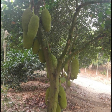 波罗蜜